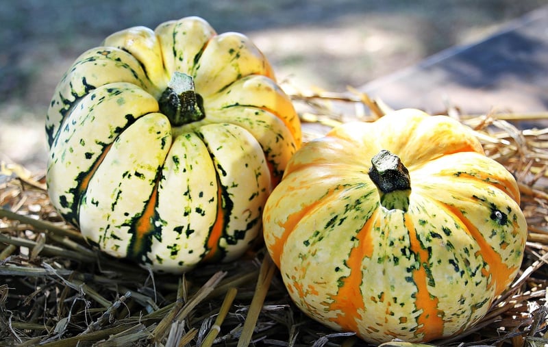 Seasonal Harvest Feasts